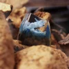 pokemon-crystal-onix-transparent-keycap-right
