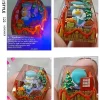 pokemon-quaxly-transparent-keycap