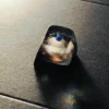 roaming-earth-keycaps-front