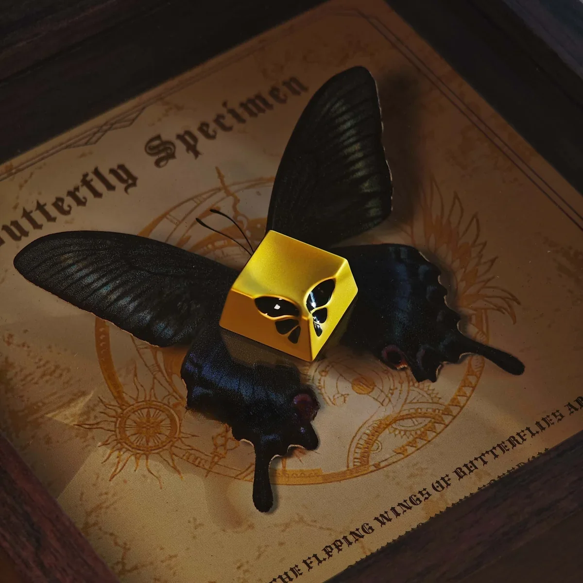 Side angle view of the Butterfly Metal Keycap showcasing its Cherry R1 profile